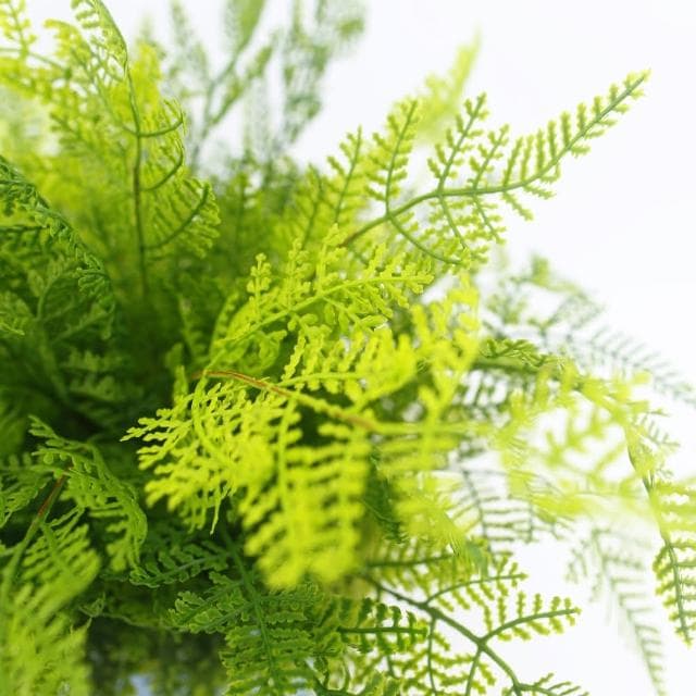 【HUGO DECO 榆果傢飾】高擬真波斯頓蕨皮革籃植栽人造植栽/仿真植物/綠化/佈置