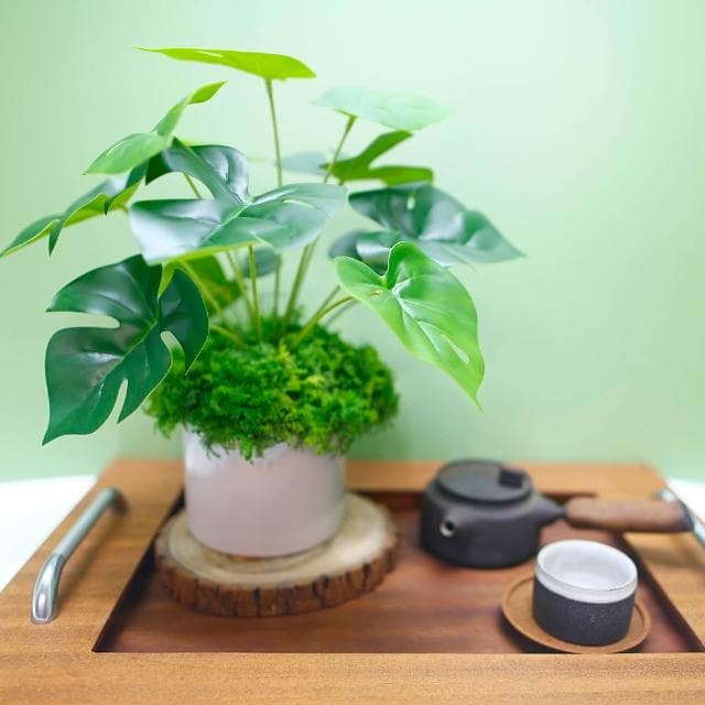 【HUGO DECO 榆果傢飾】擬真龜背芋 電信蘭香氛植栽 低款(擬真植物/人造盆栽/綠化/佈置/禮物)