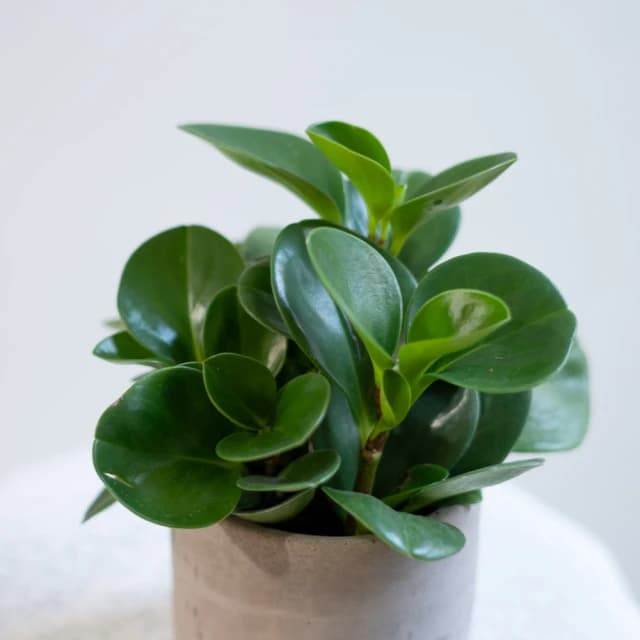 玉屋TAMAYA玉屋TAMAYA 圓葉椒草盆栽(觀葉植物 送禮 開幕升遷 發表會 生日祝賀 告白 紀念日 畢業祝福 教師節)