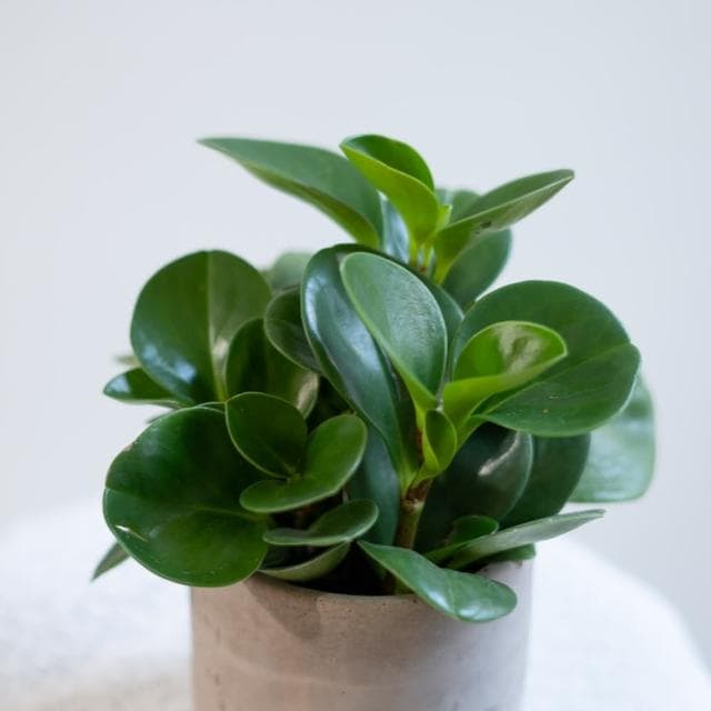 玉屋TAMAYA玉屋TAMAYA 圓葉椒草盆栽(觀葉植物 送禮 開幕升遷 發表會 生日祝賀 告白 紀念日 畢業祝福 教師節)