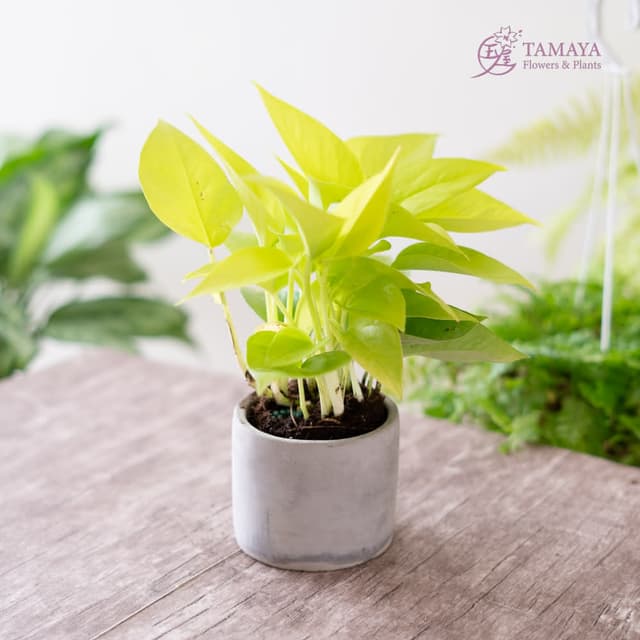 玉屋TAMAYA 萊姆黃金葛盆栽(觀葉植物 畢業典禮 開幕升遷 發表會 生日祝賀 告白 紀念日 畢業祝福)