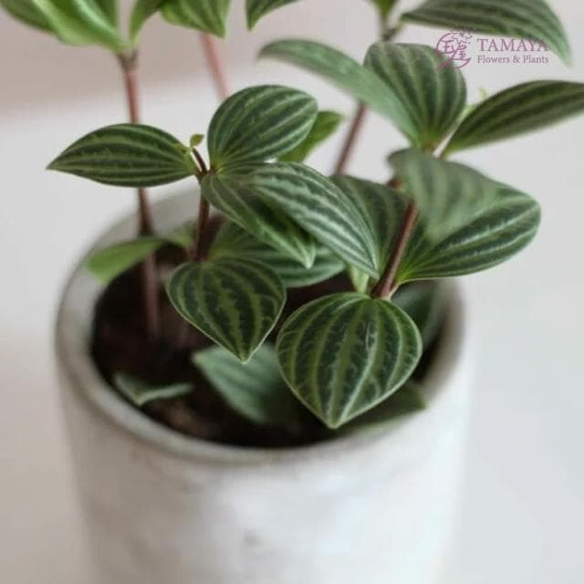 玉屋TAMAYA 白脈椒草盆栽(觀葉植物 盆栽 開幕升遷 發表會 生日祝賀 告白 紀念日 畢業祝福)