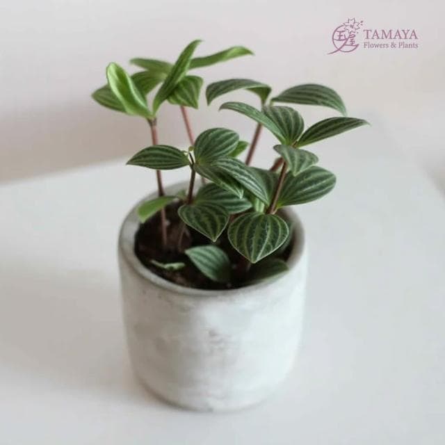 玉屋TAMAYA 白脈椒草盆栽(觀葉植物 盆栽 開幕升遷 發表會 生日祝賀 告白 紀念日 畢業祝福)