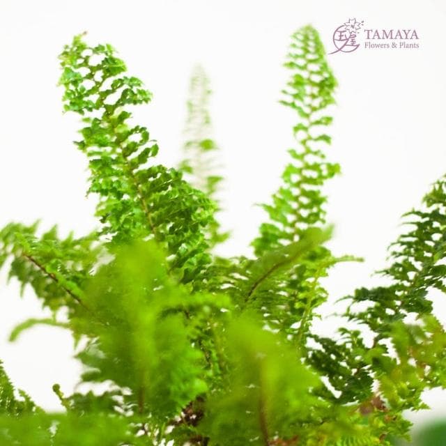 玉屋TAMAYA 蕾絲蕨盆栽(觀葉植物 開幕升遷 發表會 生日祝賀 告白 紀念日 畢業祝福)