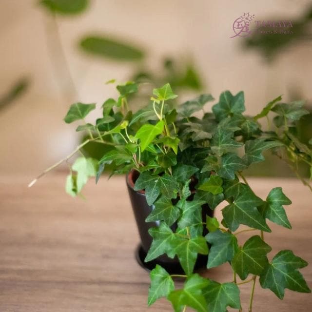 玉屋TAMAYA 常春藤盆栽(觀葉植物 開幕升遷 發表會 生日祝賀 告白 紀念日 畢業祝福)