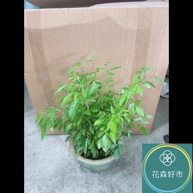 抹草(香氣 藥草 盆栽 避邪草 香草植物)