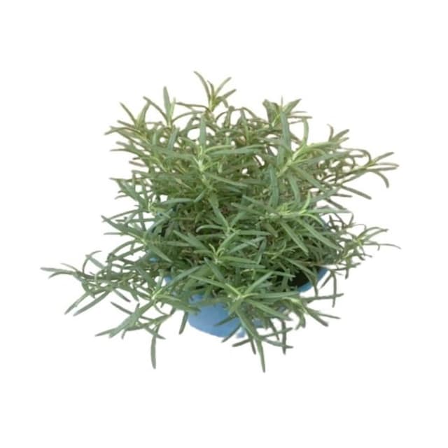 直立迷迭香(香草植物 盆栽 神聖之草 香氣)