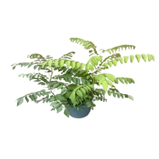咖哩樹苗(香草植物 盆栽 咖哩香味)