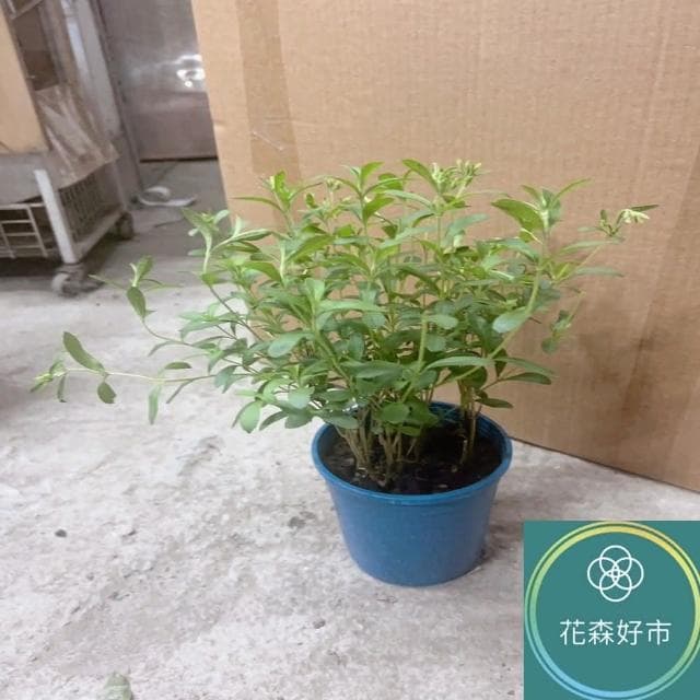 甜菊_5吋盆(香草植物 盆栽 天然代糖)