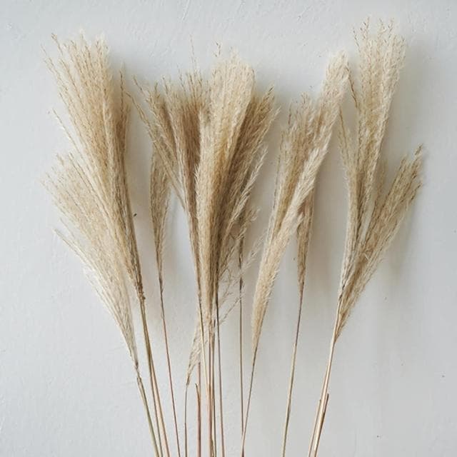 【BlueCat】天然乾燥拂塵草(乾花 乾燥花 天然植物 景觀植栽 花材裝飾 居家佈置 園藝花藝)