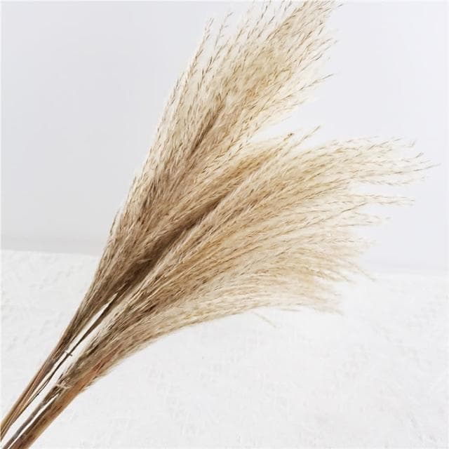 【BlueCat】天然乾燥拂塵草(乾花 乾燥花 天然植物 景觀植栽 花材裝飾 居家佈置 園藝花藝)