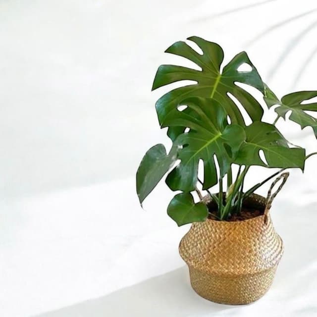 龜背芋盆栽八吋竹簍 開幕送禮 室內植物 觀葉植物 園藝 發財樹 琴葉榕 天堂鳥