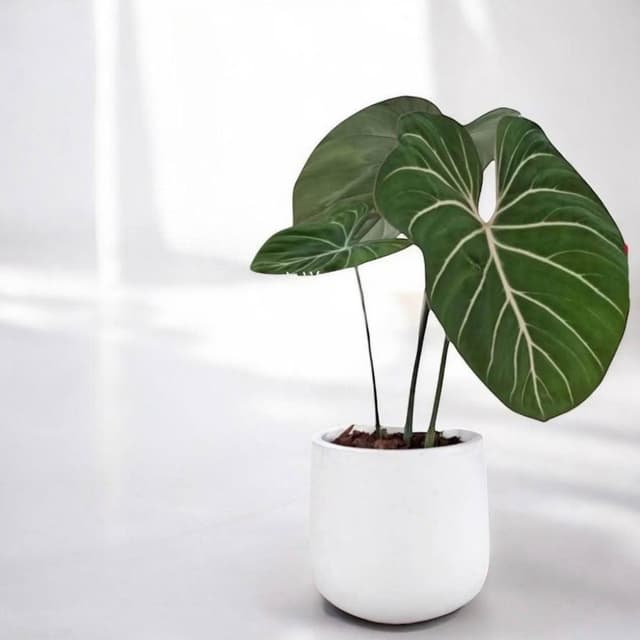 錦緞蔓綠絨 室內盆栽文青居家生活辦公室花盆 水泥盆栽 大型盆栽 琴葉榕植物 開幕盆栽 觀葉植物 龜背芋