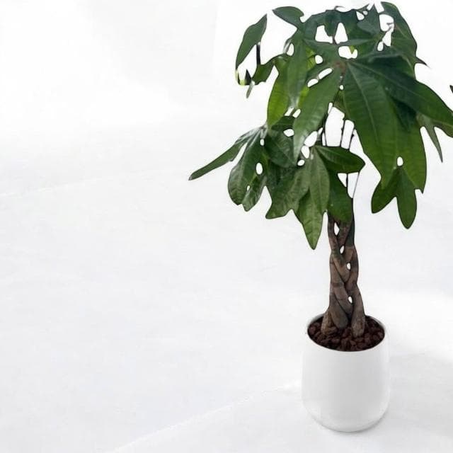 發財樹盆栽 馬拉巴栗 水泥盆 開幕送禮 室內植物 觀葉植物 開幕盆栽 室內盆栽 盆栽植物  園藝 天堂鳥 龜背芋 琴葉榕