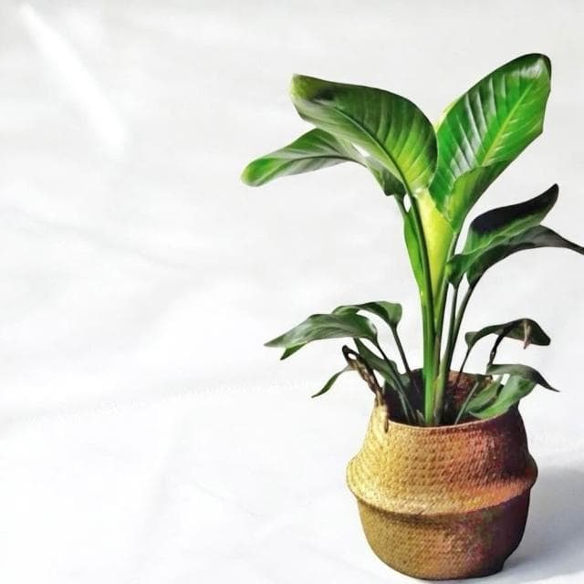 天堂鳥 白花天堂鳥盆栽八吋竹簍 開幕送禮 室內植物 觀葉植物 開幕盆栽 室內盆栽 盆栽植物  園藝 天堂鳥 龜背芋盆栽