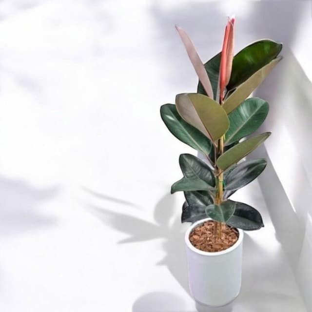 黑金剛橡膠樹 橡皮樹盆栽 八吋水泥盆 開幕送禮 室內植物 觀葉植物 開幕盆栽 室內盆栽 盆栽植物 發財樹盆栽 琴葉榕
