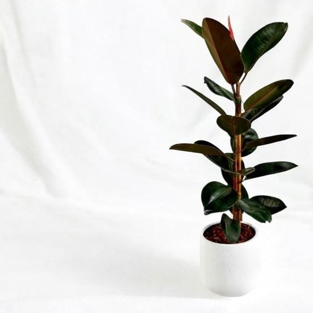 黑金剛橡膠樹 橡皮樹盆栽 八吋水泥盆 開幕送禮 室內植物 觀葉植物 開幕盆栽 室內盆栽 盆栽植物 發財樹盆栽 琴葉榕