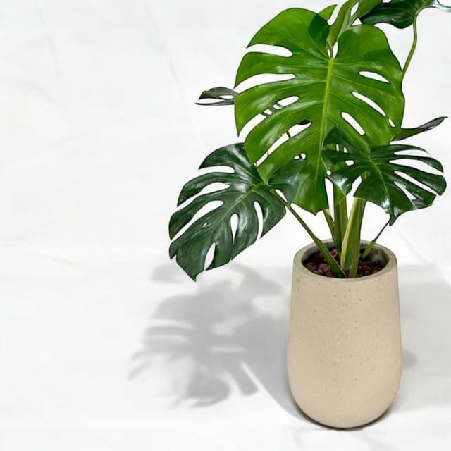 龜背芋 盆栽八吋水泥盆 開幕送禮 室內植物 觀葉植物 開幕盆栽 室內盆栽 盆栽植物  園藝 發財樹盆栽 琴葉榕 天堂鳥