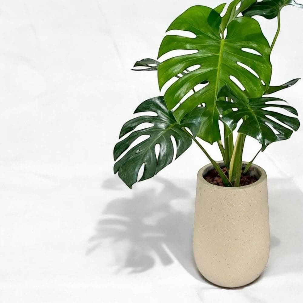 玠森工坊 龜背芋(大型觀葉植物 室內佈置 療癒系開運植栽)