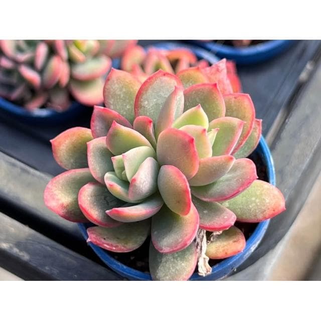 一寸盆 綺蘿 多肉植物 現貨