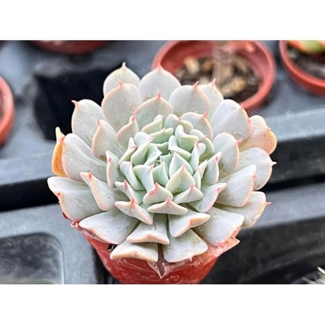 一吋盆 革命 多肉植物 現貨