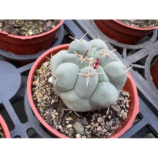 仙人掌 三寸盆 天晃🎁刺座非常漂亮🎁值得收藏 多肉植物 現貨