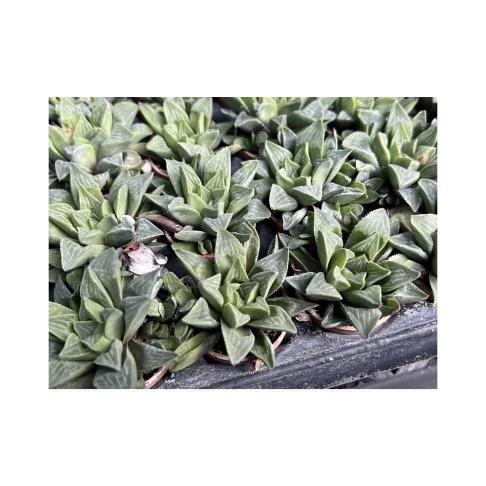 一寸盆 康平壽 多肉植物 現貨