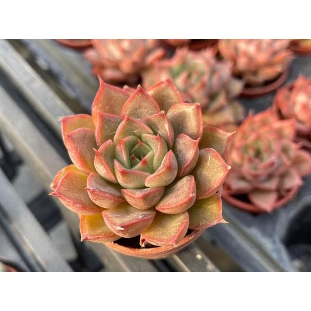 一寸盆 玫瑰夫人 多肉植物 現貨