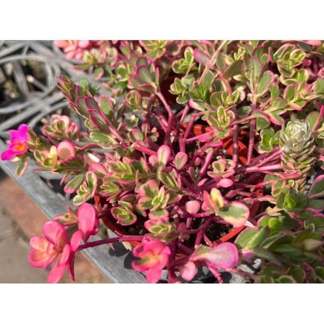 三寸盆 彩虹馬齒牡丹 多肉植物 現貨
