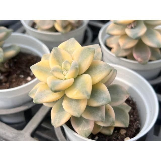 三寸盆 淡雪錦 多肉植物 現貨