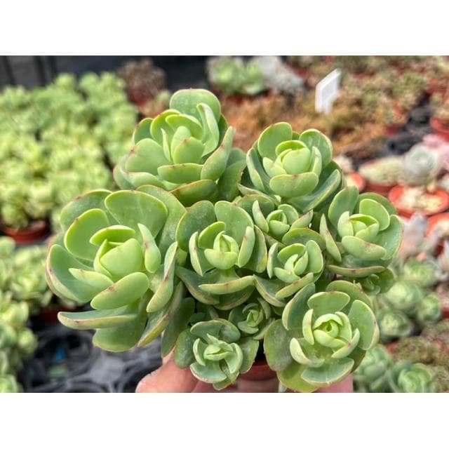 三寸盆 桃之嬌（滿盆）多肉植物 現貨