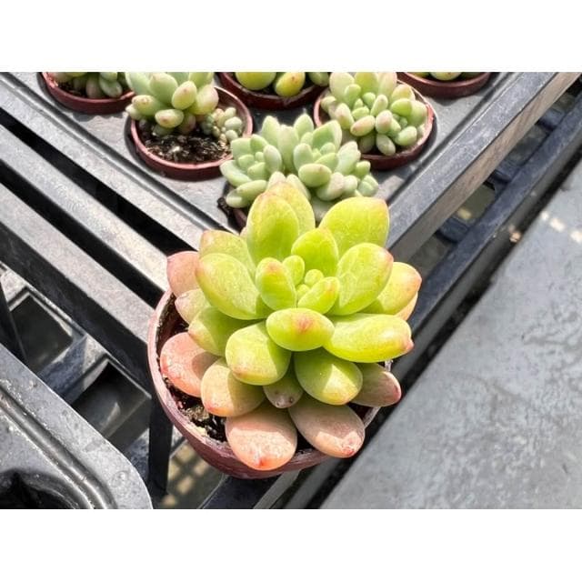 一寸盆 春萌/香格里拉（香味多肉）多肉植物 現貨