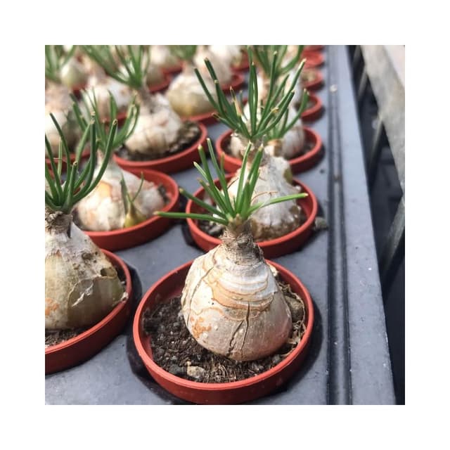 三/一吋盆 哨兵（開花會香) 多肉植物 現貨