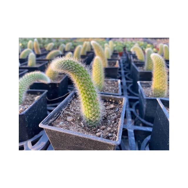 三寸盆 猴尾柱｜脫盆｜ 多肉植物 現貨