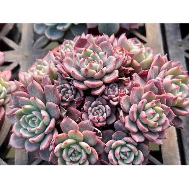 三寸盆 夢法娜娜（多側芽）多肉植物 現貨