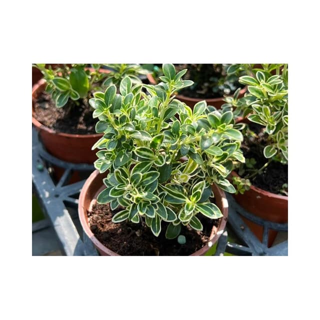 三寸盆 六月雪 多肉植物 現貨