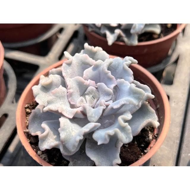 三吋盆 芭蕾舞者 多肉植物 現貨