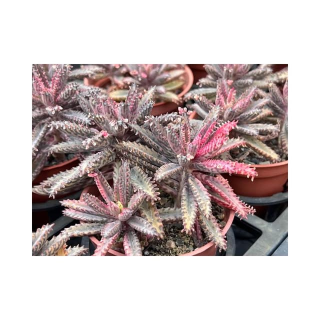 三寸盆 粉蝶 多肉植物 現貨