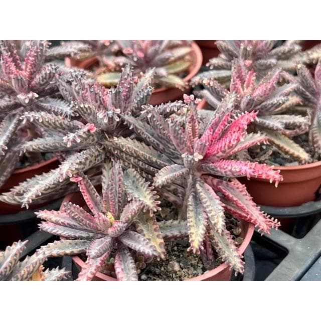 三寸盆 粉蝶 多肉植物 現貨