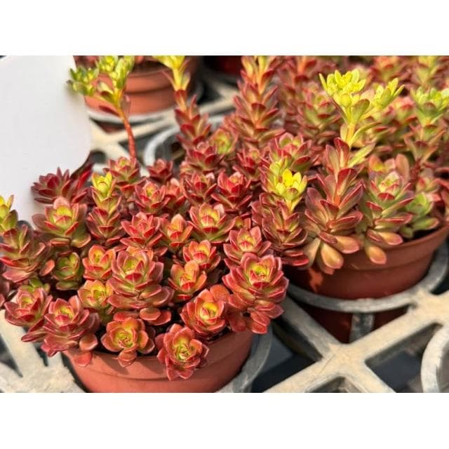 三吋盆 火焰景天 多肉植物 現貨