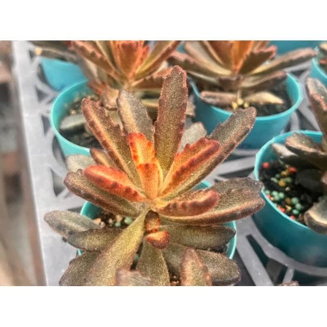 三寸盆 肉桂兔 多肉植物 現貨