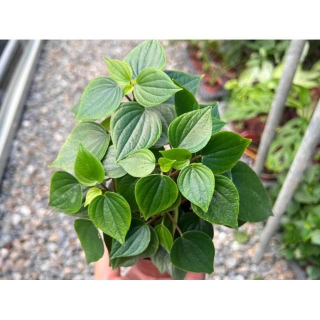 三吋盆 心葉椒草 觀葉 多肉植物 現貨