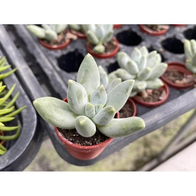 一寸盆 白千代田之松 多肉植物 現貨