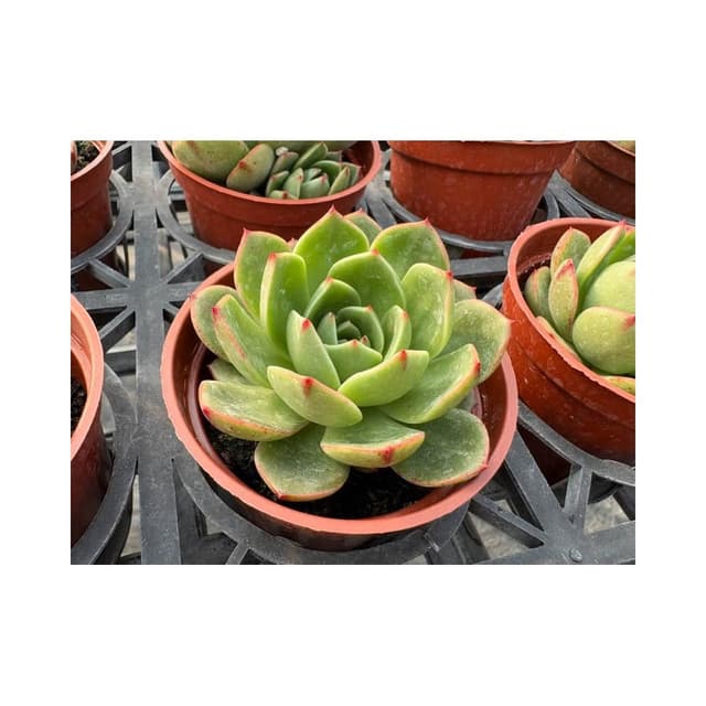 三吋盆 粉紅芬達 多肉植物 現貨