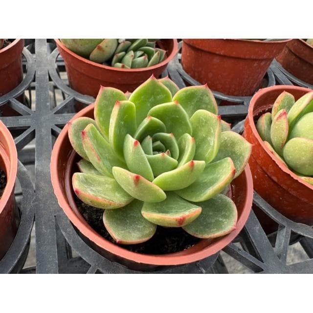 三吋盆 粉紅芬達 多肉植物 現貨