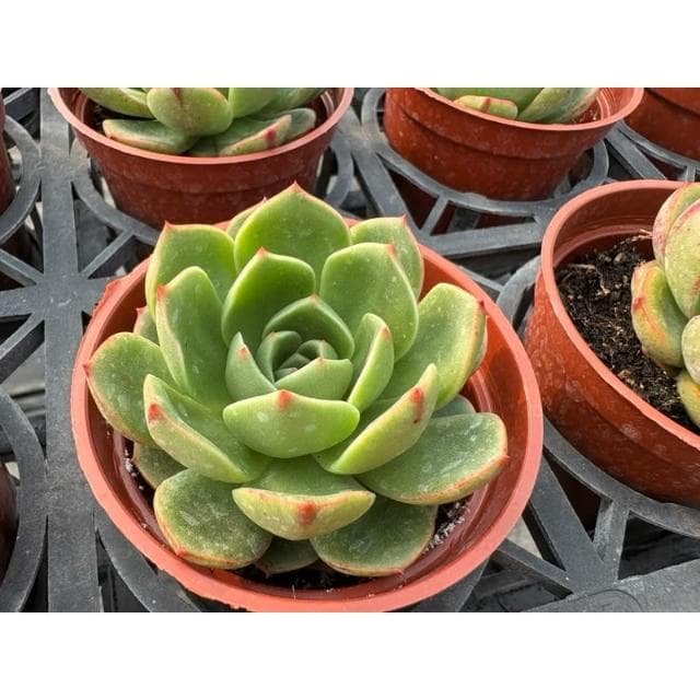 三吋盆 粉紅芬達 多肉植物 現貨