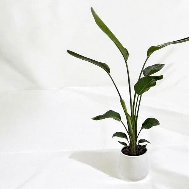 玠森工坊 天堂鳥(開幕盆栽 推薦觀葉植物 水泥盆)