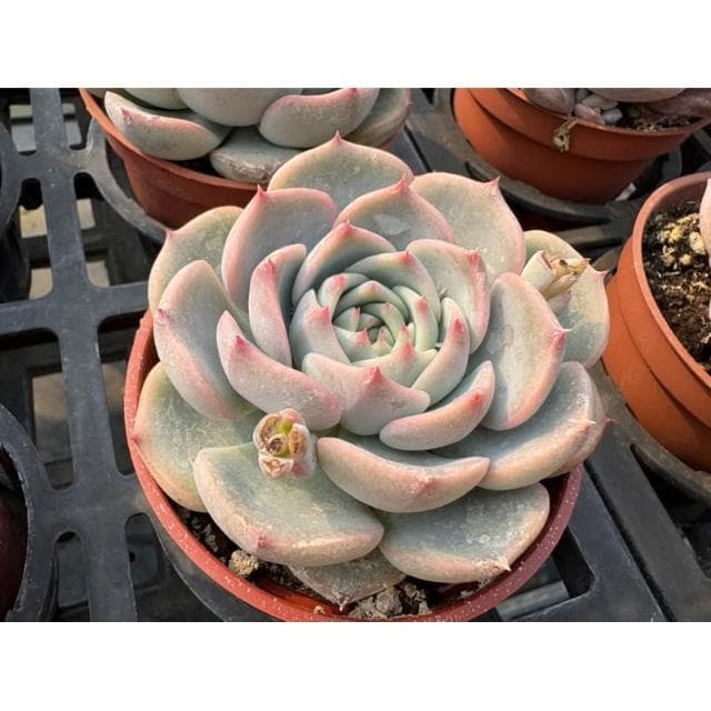 三寸盆 頌歌 多肉植物 現貨