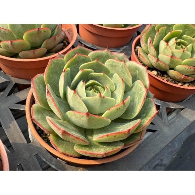 三寸盆 魔火 多肉植物 現貨