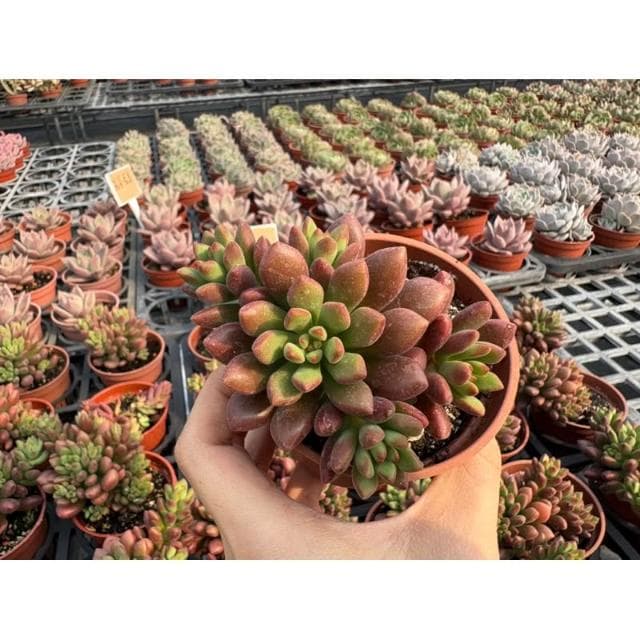 三吋盆 橘夢 多肉植物 現貨
